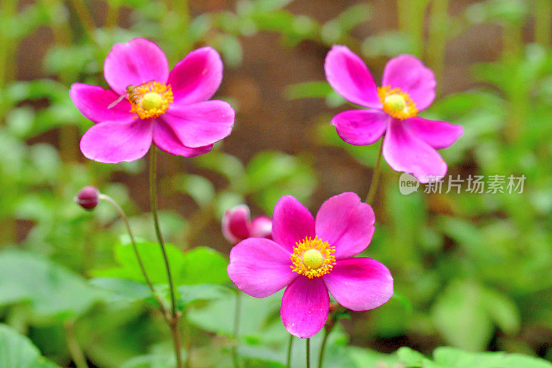 银莲花/日本银莲花花